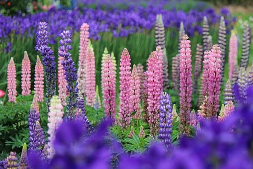 Blomsterlupiner i olika färger.