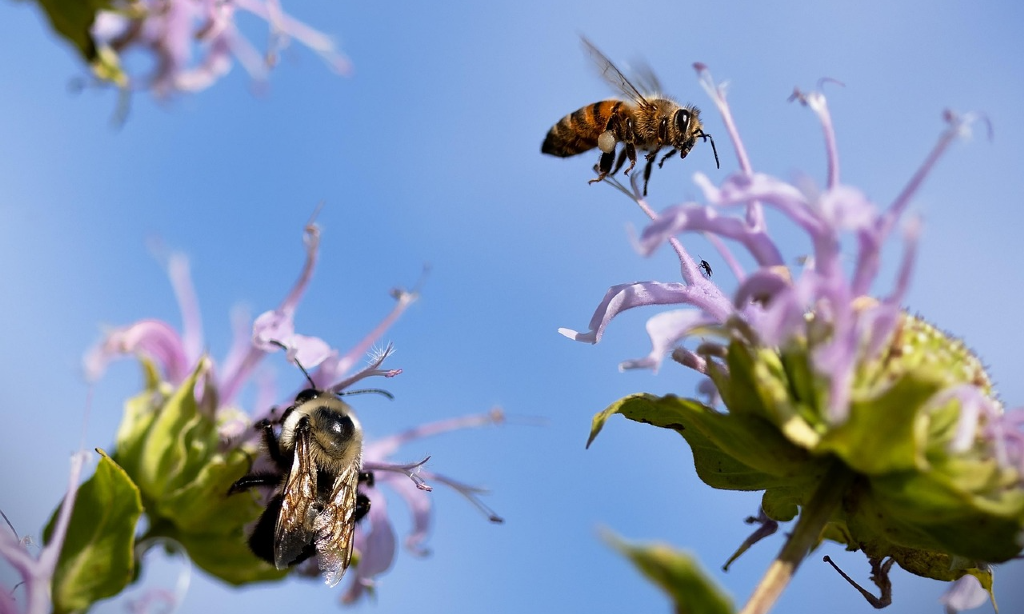 Humla och bi som närmar sig varsin blomma. Blå himmel i bakgrunden.