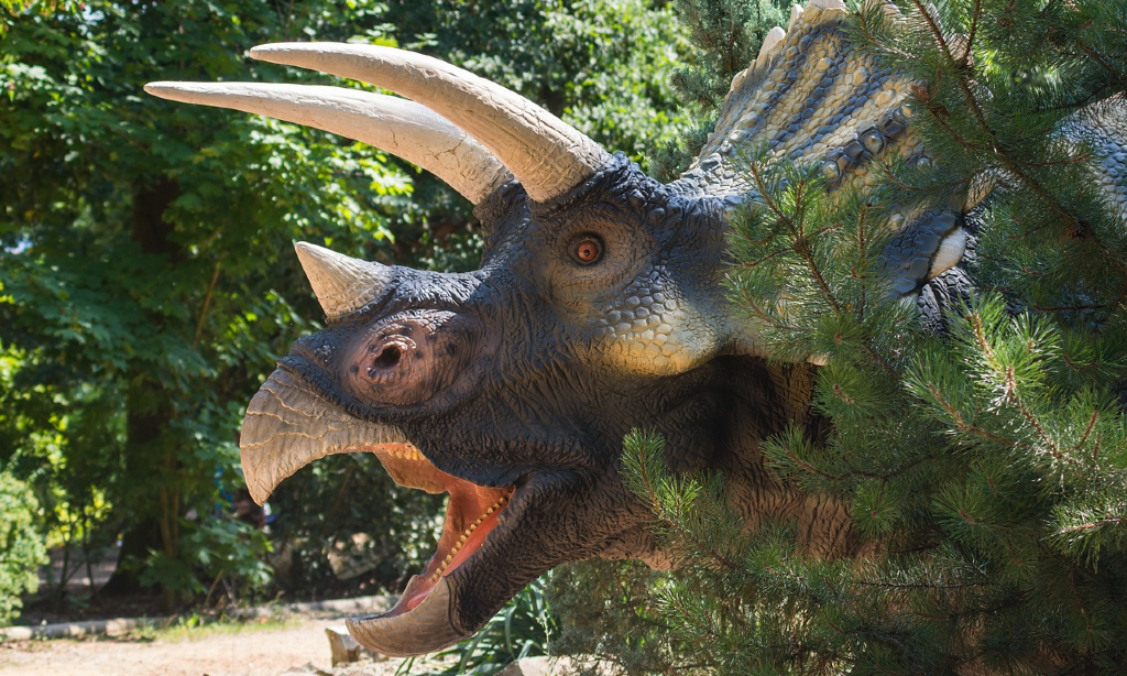 En Tricaratops i närbild. En staty i en dinosuariepark.