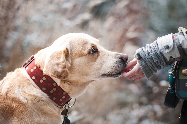 Ett barn håller fram handen. En gul labrador med rött halsband nosar på den.