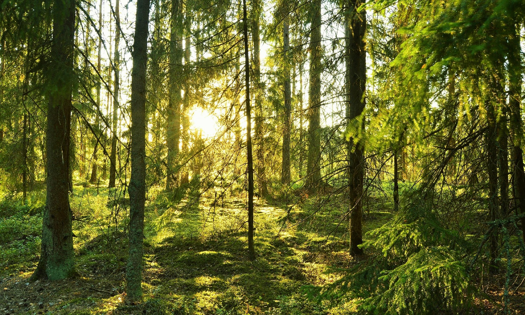 Skogsglänta eller en liten kulle me dgles skog. Solljuset sipprar igenom.