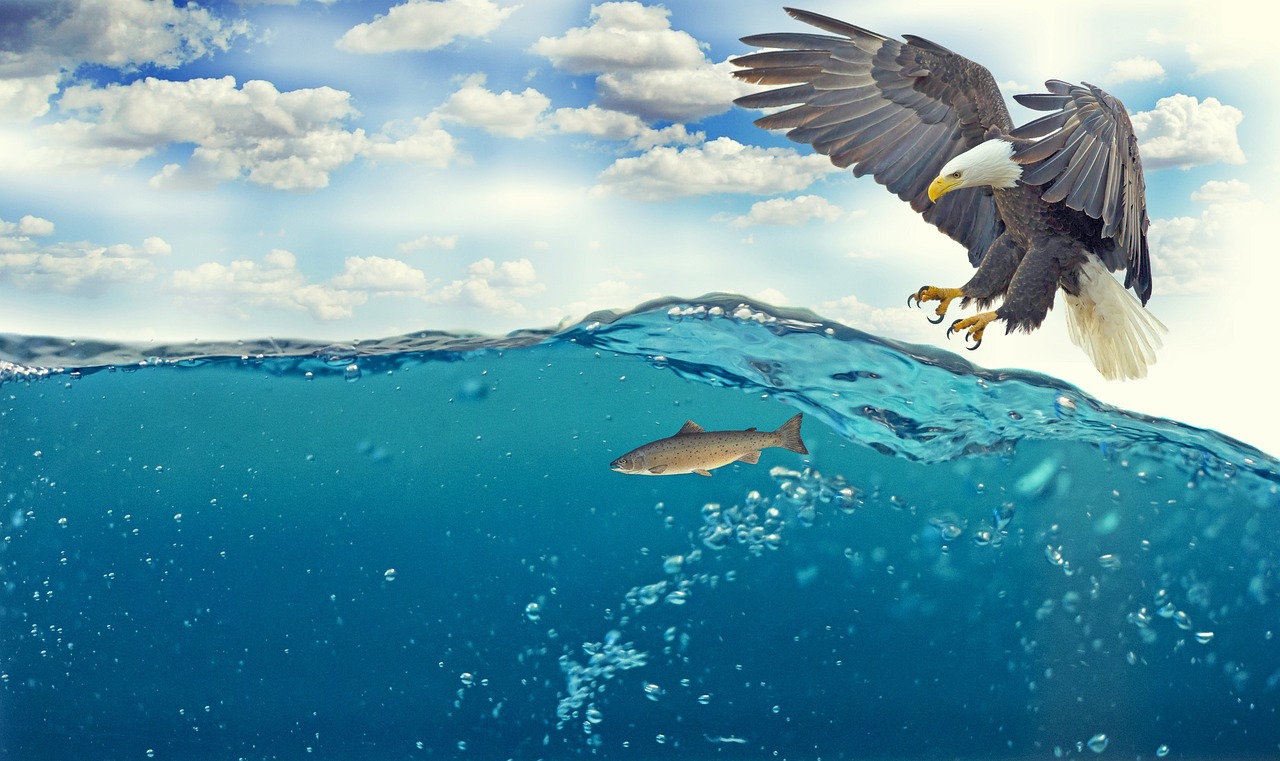 Havsörn som flyger nära vattnet. Och en fisk i vågorna som den tänker fånga.