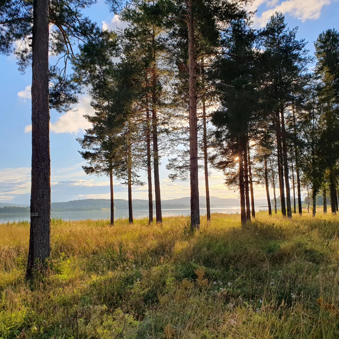 Kvällsol